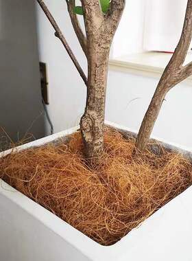 楼夏家椰丝铺面花盆填充物盆栽装饰植物种花椰棕丝白沙子雨花石