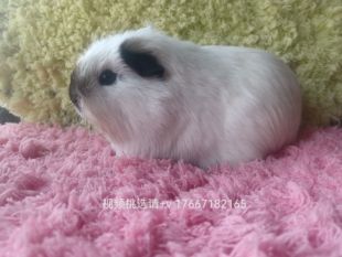 美国泰迪加州荷兰猪活物豚鼠荷兰猪活体豚舍视频自选