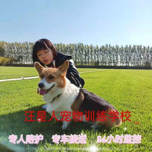 北京寄养人犬同住监控家庭寄养