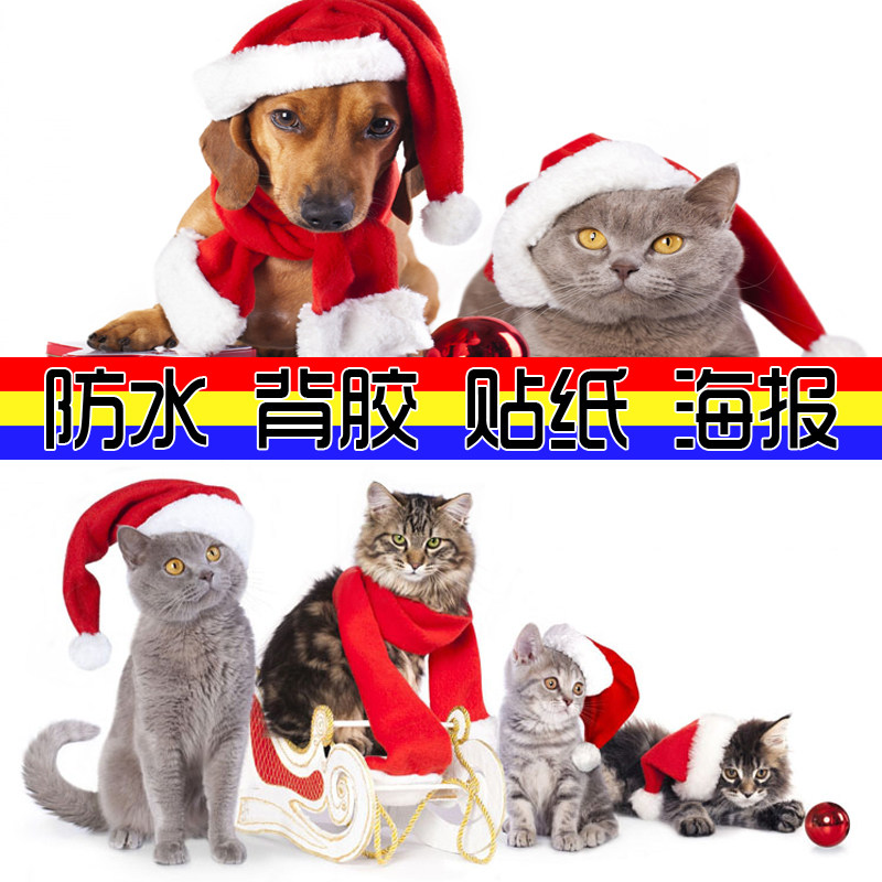 自贴画 动物猫咪 小猫圣诞节海报壁纸贴纸宠物店过年庆贴图片呆萌