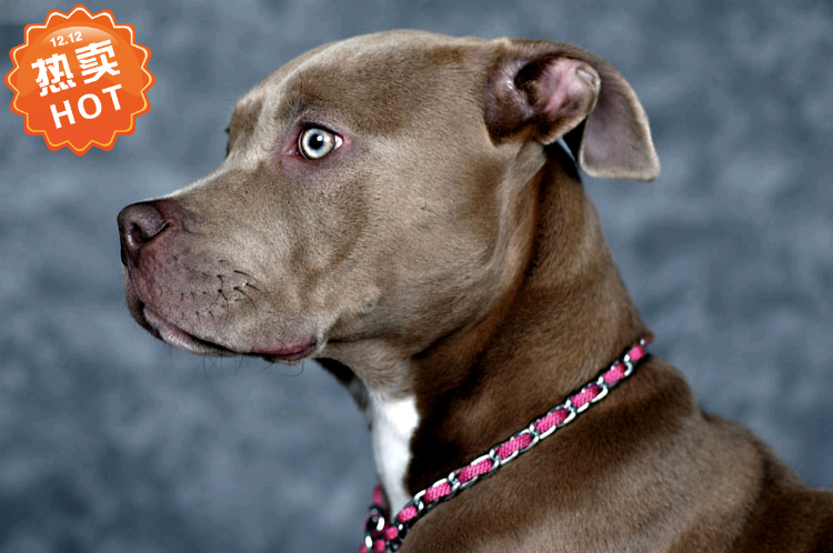 现代装饰画 德国比特犬 凶猛狗狗精美图片 相纸照片写真清晰大图