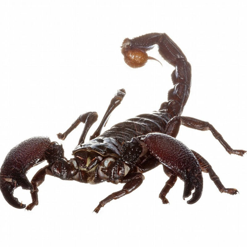 21装饰画贴图海报 蝎子霸气壁纸贴画 防水壁墙贴纸 沙王动物图