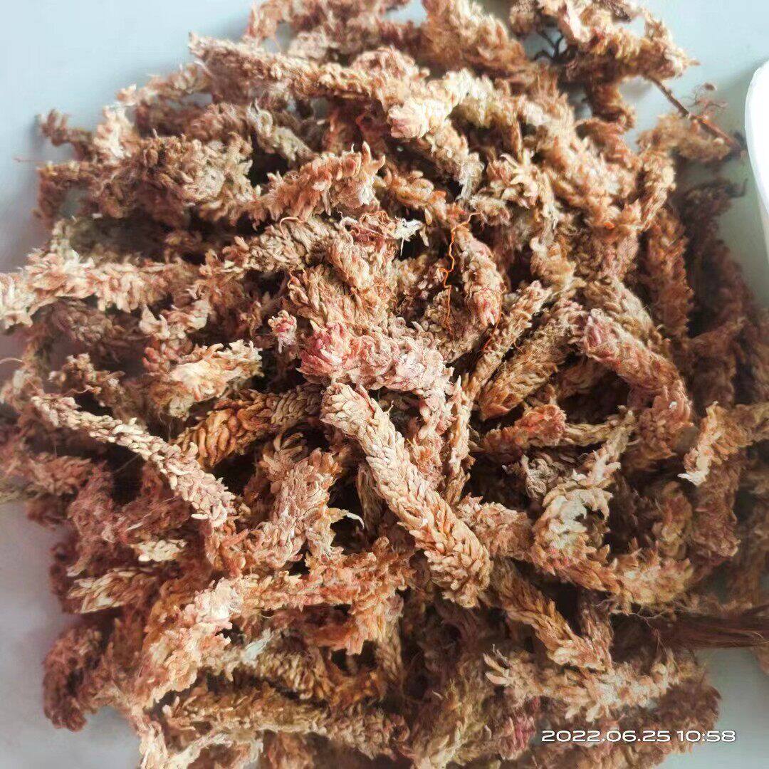 智利进口5星级水干水苔蝴蝶兰花兰草专用水苔 君子兰生根苔藓包邮