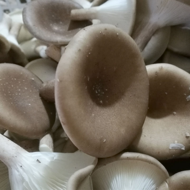 新鲜菌菇 猪肚菇大杯伞大漏斗菌500g 拍2斤包邮 非干类 产地直发
