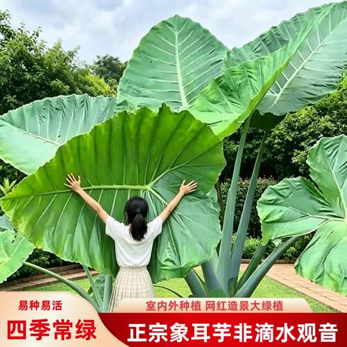 正宗巨型象耳芋网红盆栽大野芋