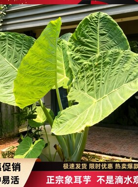正宗象耳芋老桩巨型大叶园林景观盆栽室内外好养活绿植网红大野芋