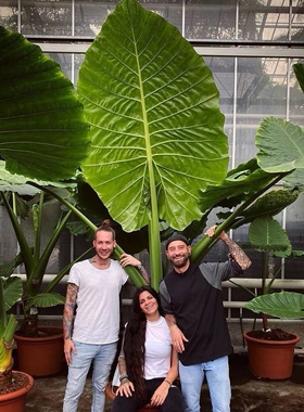 热带巨型海芋网红霸王芋大叶滴水观音四季种绿植净化空气造景盆栽