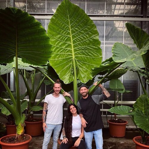 热带巨型海芋网红霸王芋大叶滴水观音四季种绿植净化空气造景盆栽