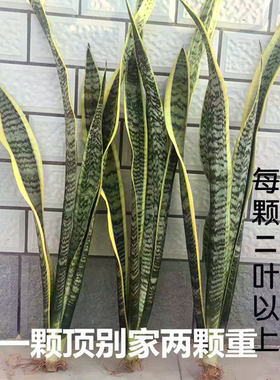 金边虎皮兰盆栽北欧风绿植室内净化空气新居去甲醛高大虎尾兰网红