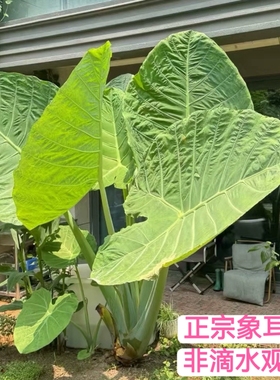 正宗象耳芋巨型大叶野芋盆栽北欧室内阳台好养绿植网红院子可水培