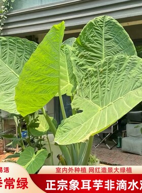 正宗象耳芋老桩巨型大叶园林景观盆栽室内外好养活绿植网红大野芋