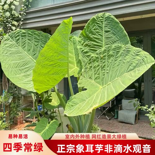 正宗象耳芋老桩巨型好养活绿植