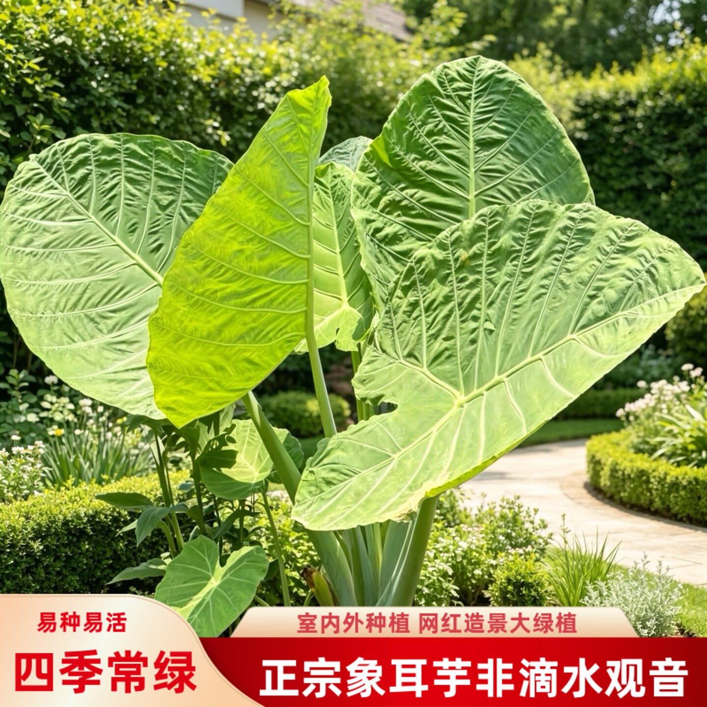 正宗象耳芋老桩巨型好养活绿植