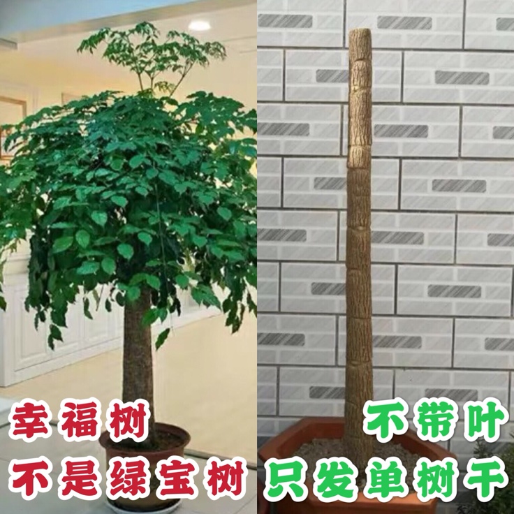 幸福树树杆绿植盆景去甲醛新居