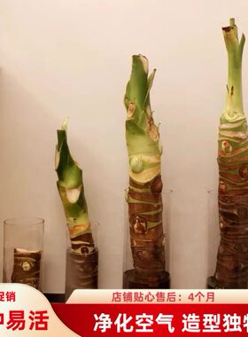 桌面水培绿植新居去甲醛滴水观音