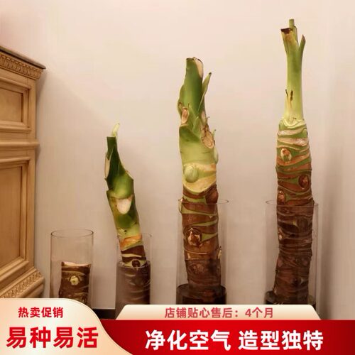 桌面水培绿植新居去甲醛滴水观音