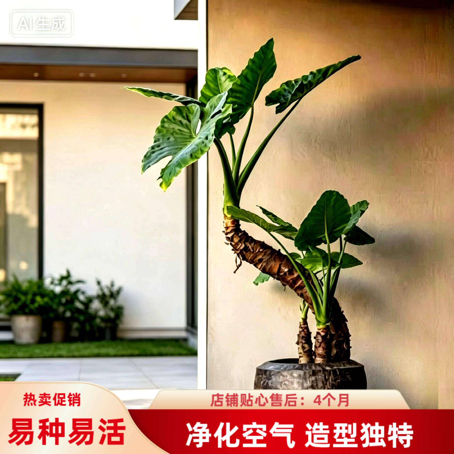 四季种植滴水观音海芋新居净化空气大叶霸王芋绿植旺宅室内外盆栽