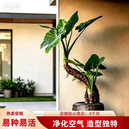 四季种植滴水观音海芋新居净化空气大叶霸王芋绿植旺宅室内外盆栽