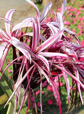 文殊兰红色花净化空气绿化室内小区公园绿色植物十八学士大型盆栽