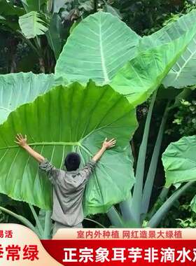 正宗巨型象耳芋室内外热带雨林四季种绿植互叶大野芋老桩盆栽网红