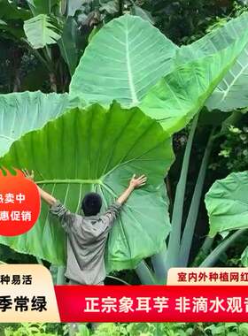 正宗巨型象耳芋室内外热带雨林四季种绿植互叶大野芋老桩盆栽网红