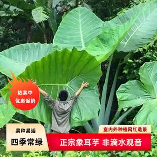 正宗巨型象耳芋室内外热带雨林四季种绿植互叶大野芋老桩盆栽网红