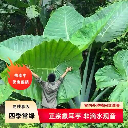 正宗巨型象耳芋室内外热带雨林四季种绿植互叶大野芋老桩盆栽网红