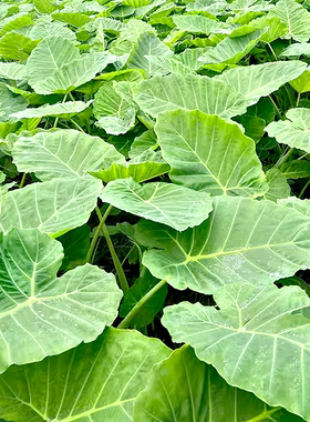 可食用广西芋蒙广菜广芋芋梗农家白芋盆栽四季种四季绿易种易活