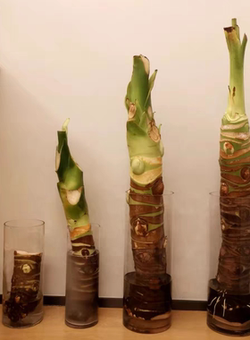 桌面水生水培绿植滴水观音网红新居去甲醛四季种植霸王芋土种旺宅