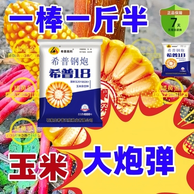 国审希普18高产玉米种子抗病抗倒矮杆大穗南方北方均可种植包邮