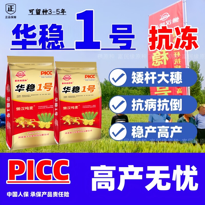 矮黄金华稳1号吨粮小麦种子