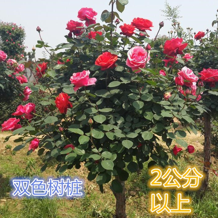嫁接盆景庭院老桩苗木树状月季