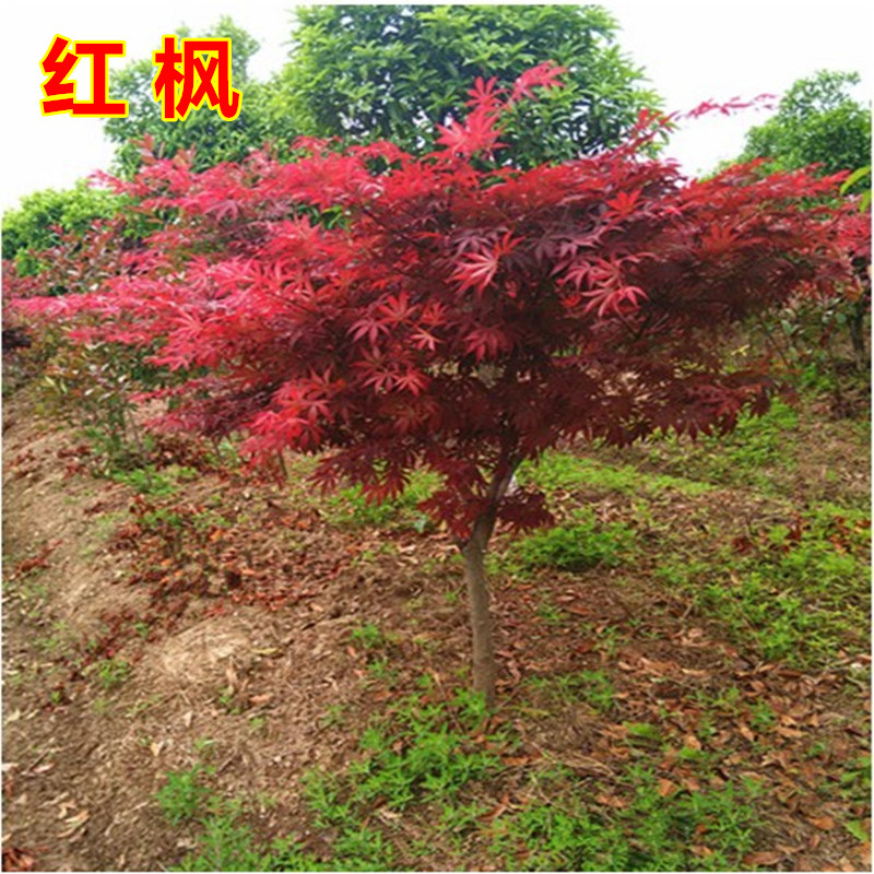 庭院绿植花卉日本红枫树苗盆栽图片
