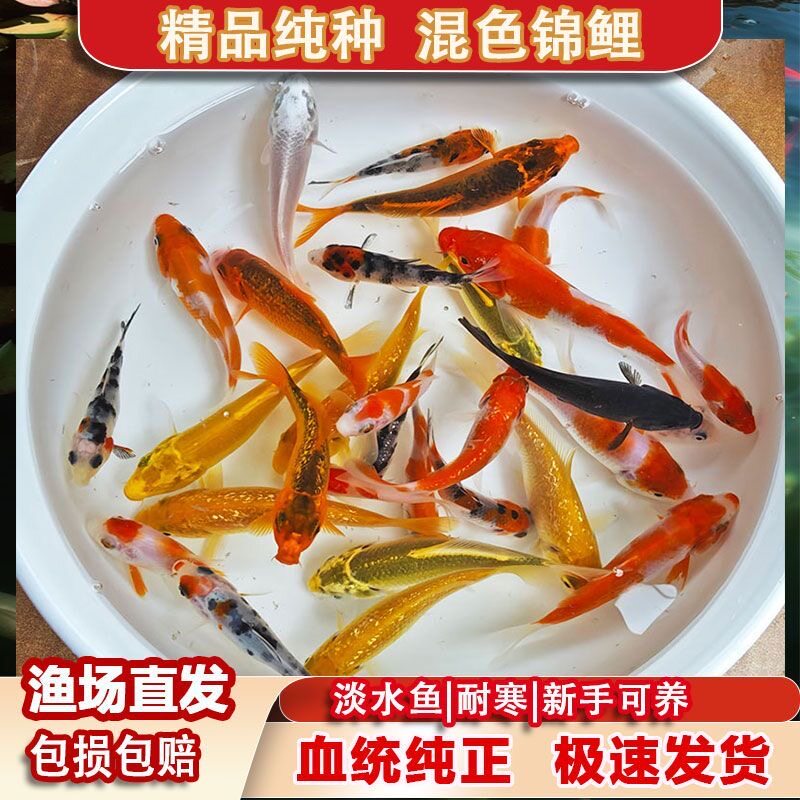 纯种锦鲤鱼活体鱼观赏鱼红白三色大正古黄金白写绯写淡水鱼养水族