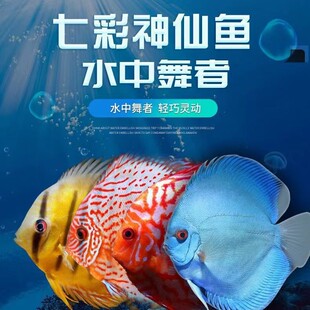 七彩神仙鱼热带鱼观赏鱼虎纹德松天子蓝红妃豹点 特价2-10厘米