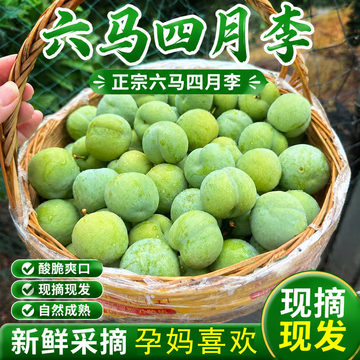 冰脆李 贵州青脆李子果酸甜脱骨李应季孕妇水果四月李新鲜5斤包邮