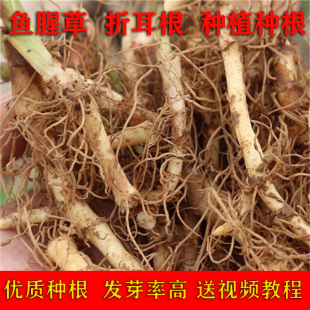 鱼腥草 种子 种籽种植折耳根种根种苗新鲜盆栽四季贵州种根包邮