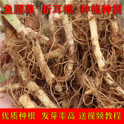 鱼腥草种子种籽折耳根