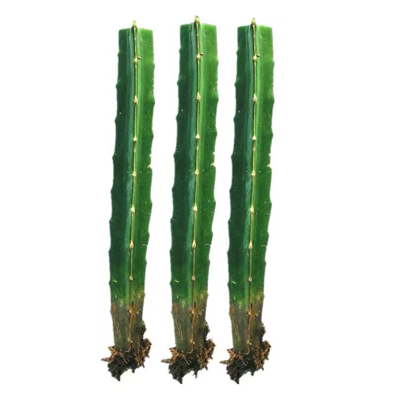 园艺植物火龙果嫁接枝条仙人掌三角柱嫁接荷花三棱柱九尾狐