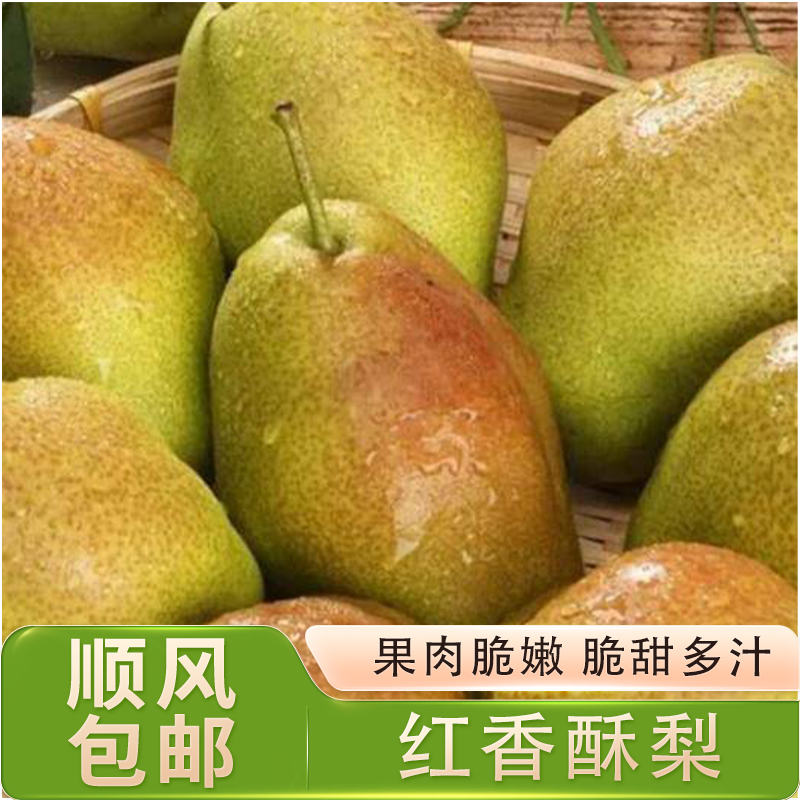 新鲜现摘运城红香酥梨大果包邮