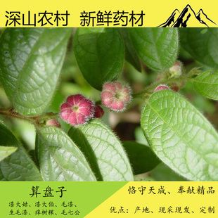 广西野生中药材新鲜毛果算盘子漆大姑漆大伯、毛漆、痒树、毛七公