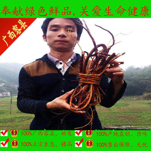 新鲜天然广西五指毛桃