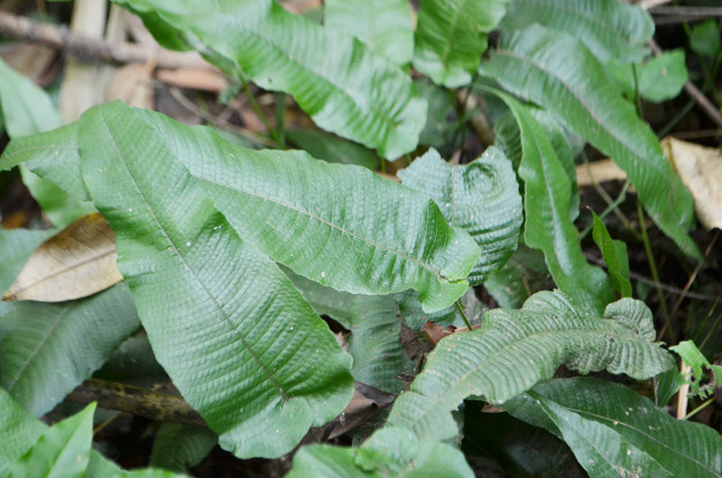 广西新鲜中药材 石韦 石苇 石樜 石皮 石兰 石剑  全株250g
