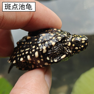 斑点龟黑池龟苗鱼缸观赏龟深水龟满天星宠物龟活体可视频图片选龟