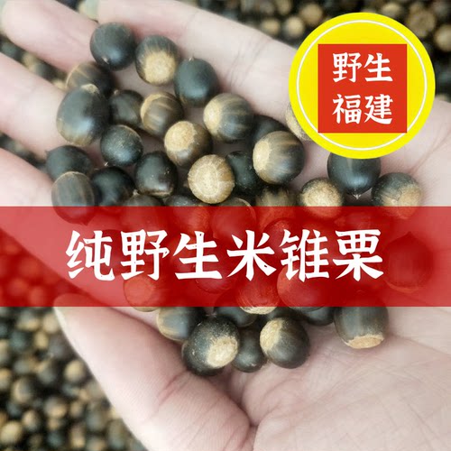 现货】福建新鲜米锥子野生小锥栗板栗勾包园子毛栗子山货坚果包邮