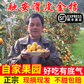 广西融安滑皮金桔纯甜小金桔鲜果应季 一级大果孕妇新鲜水果现摘
