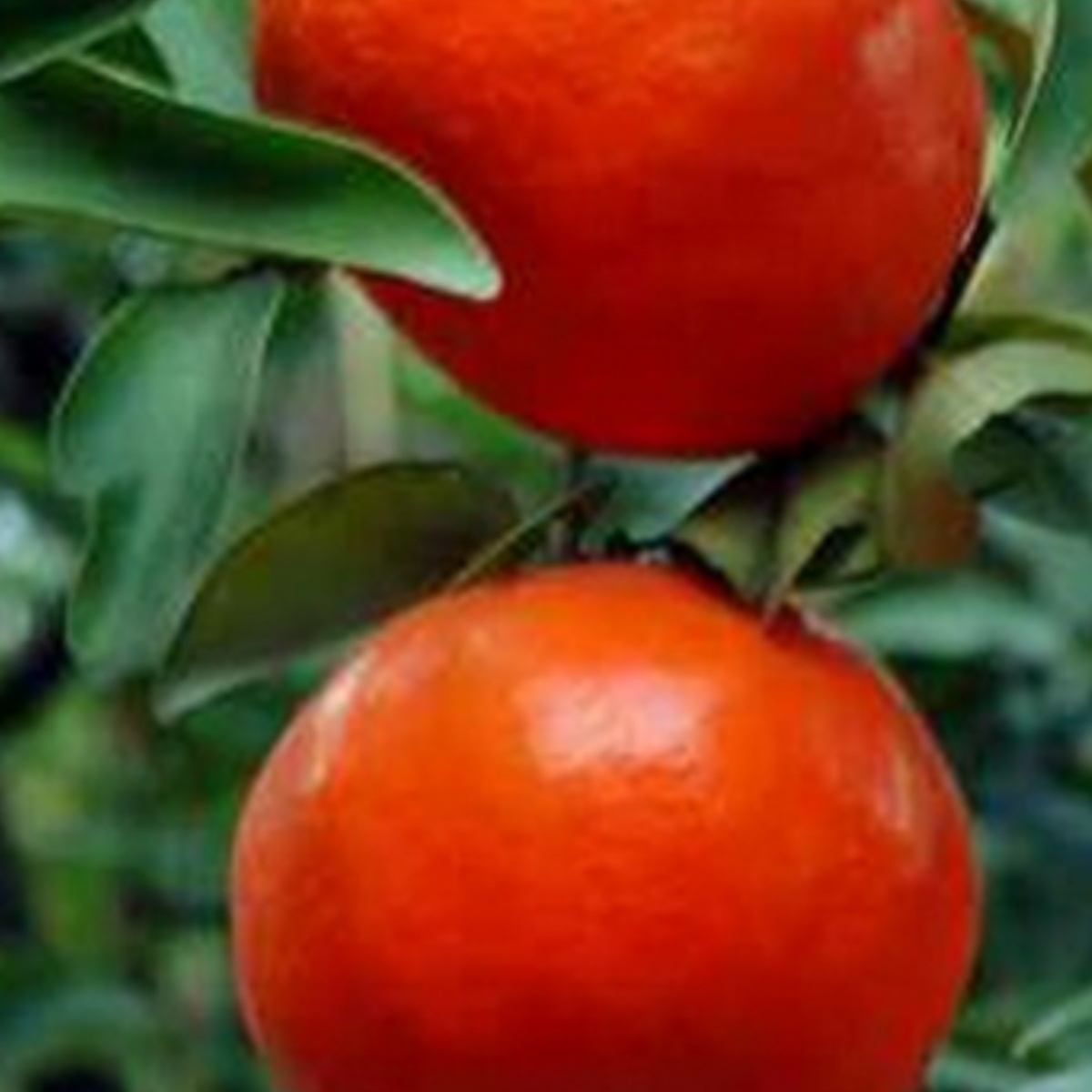 川红橘重庆红皮桔新鲜现摘薄皮桔孕妇柑子橘子陈皮红桔子