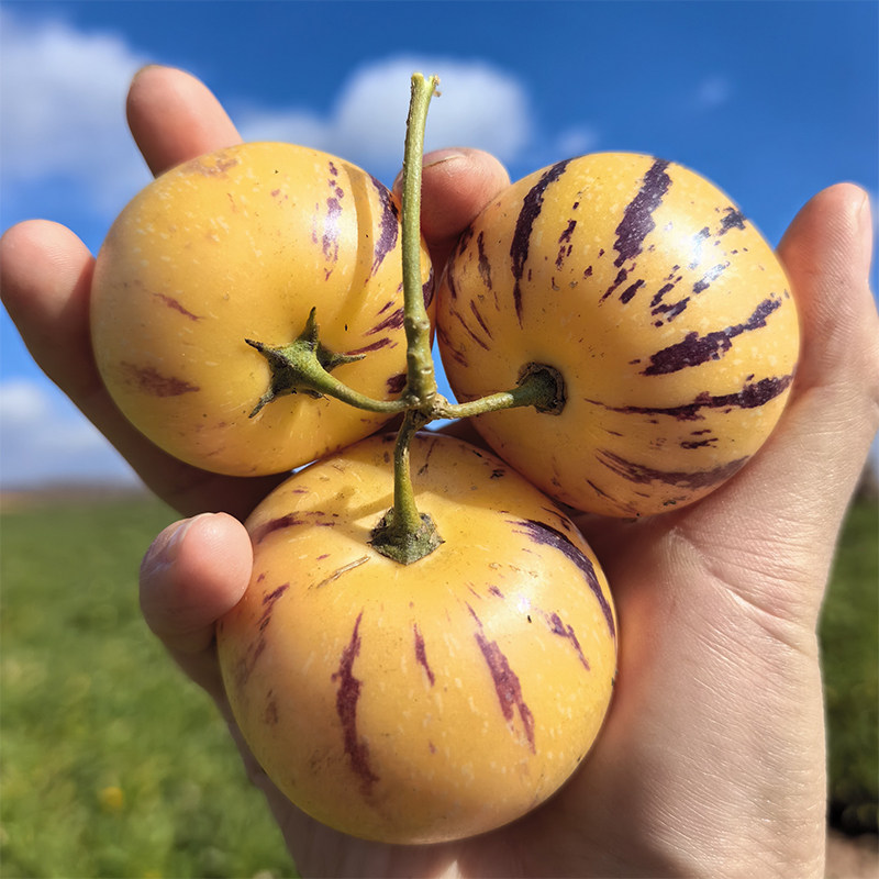 盛果邻  云南石林风化石人参果路花村黄心肉树上熟新鲜水果包邮,水产肉类/新鲜蔬果/熟食,人参果,淘宝优惠券,粉丝福利购,淘宝优惠卷