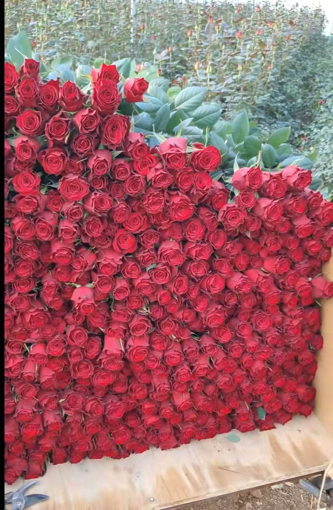云南鲜花玫瑰基地直发高原红玫瑰