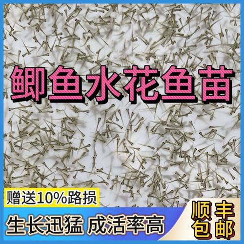 中科5号鲫鱼水花 中科3号鲫鱼水花 土鲫鱼水花  鲫鱼水花寸子